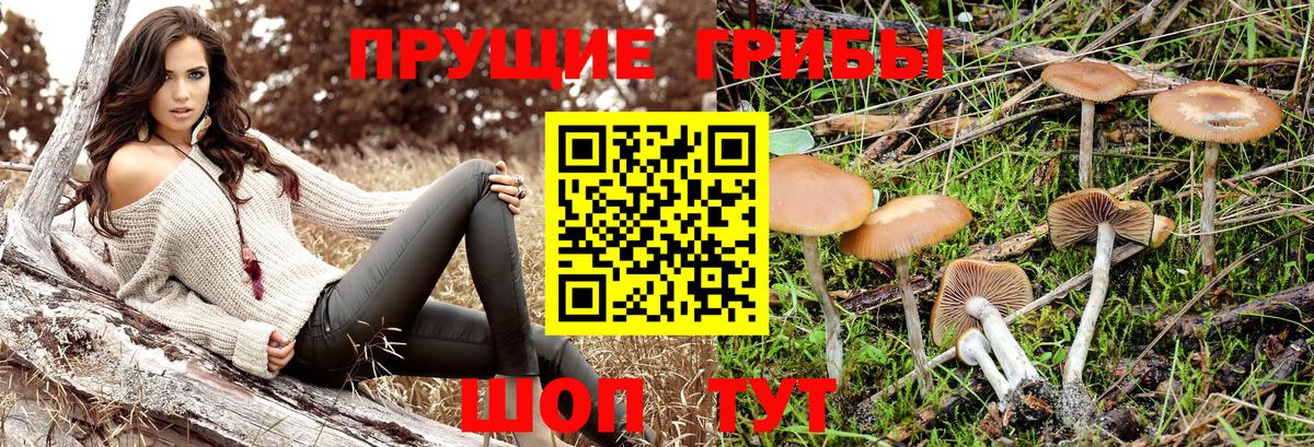 Псилоцибиновые грибы GOLDEN TEACHER  Галлюциногенные грибы Magic Shrooms  Вход с VPN  Нижнеудинск 